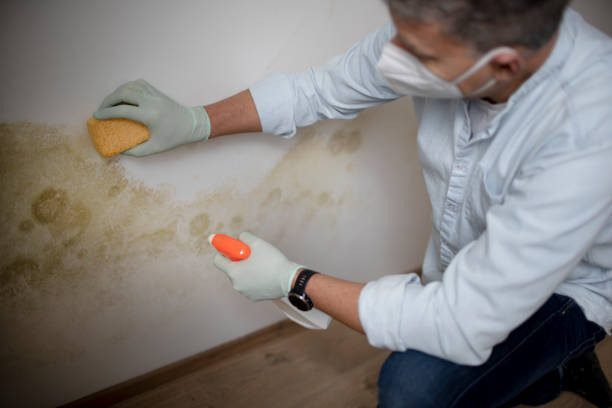 Best Toxic Mold Removal  in Berwyn, PA
