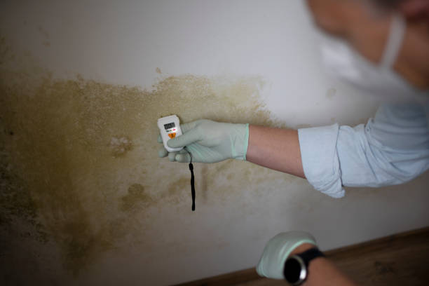 Best Certified Mold Removal  in Berwyn, PA