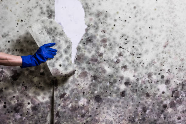 Mold Removal Process in Berwyn, PA